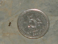 small ant.jpg